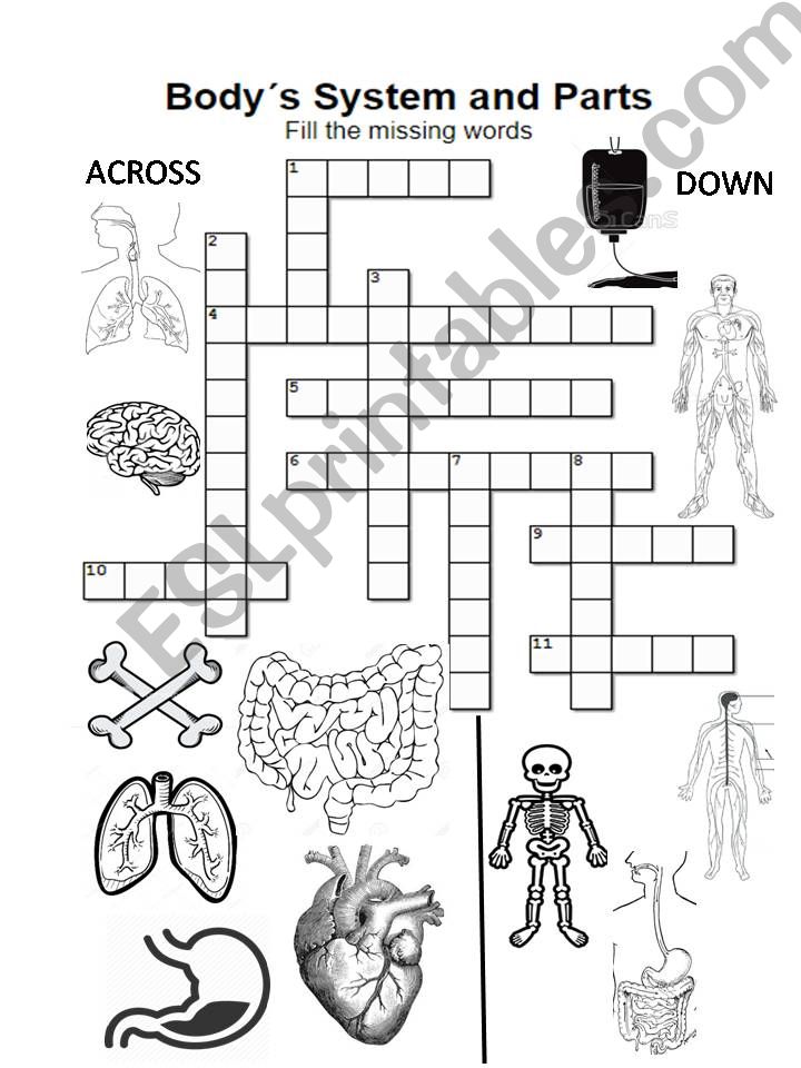 bodys system and parts crossword