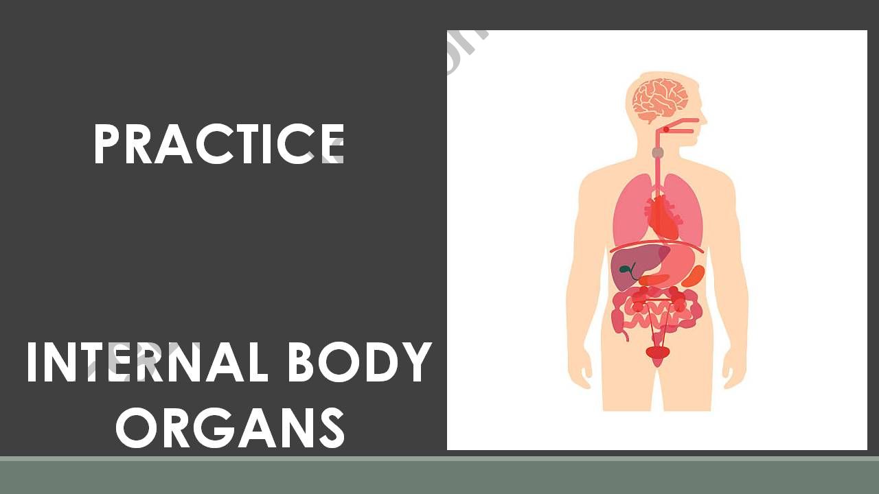 INTERNAL BODY ORGANS PRACTICE powerpoint