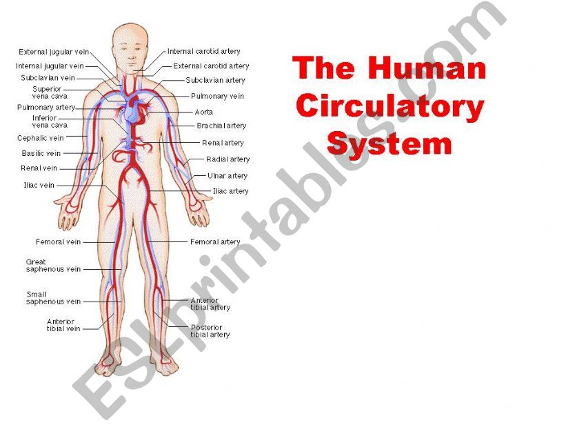 The Circulation System powerpoint