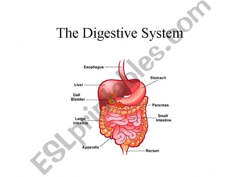 The Digestive System powerpoint