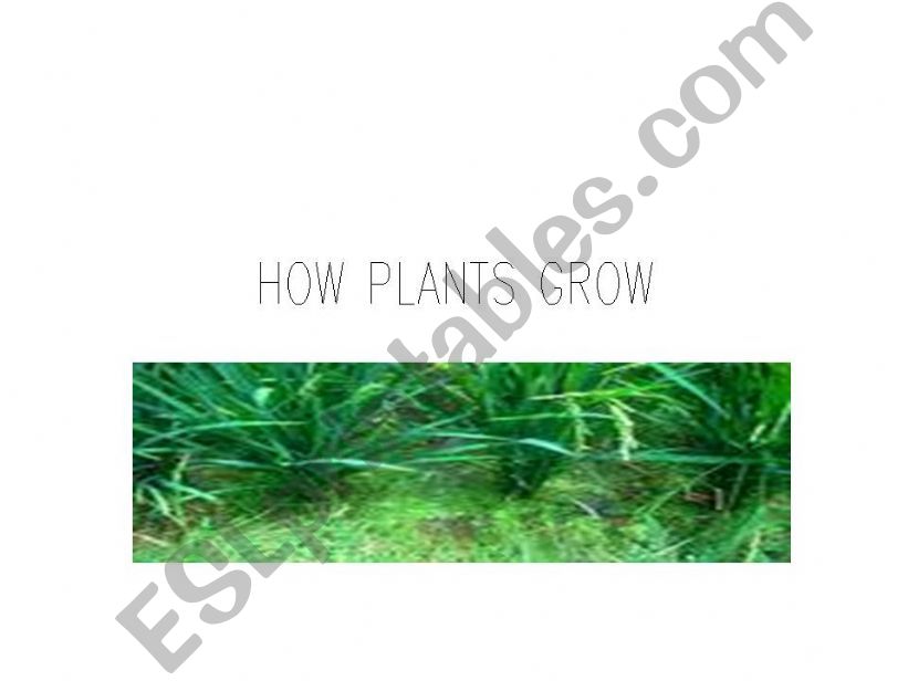 How plants grow powerpoint