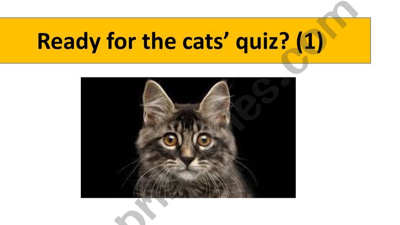 CATS QUIZ 1 powerpoint