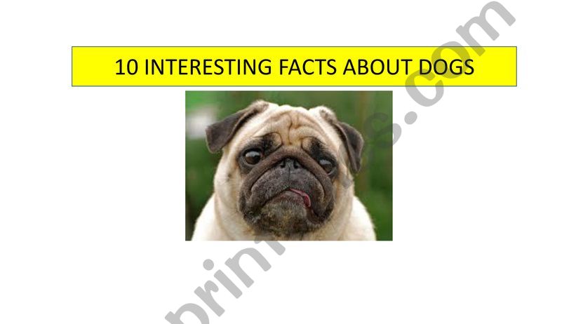 DOGS powerpoint