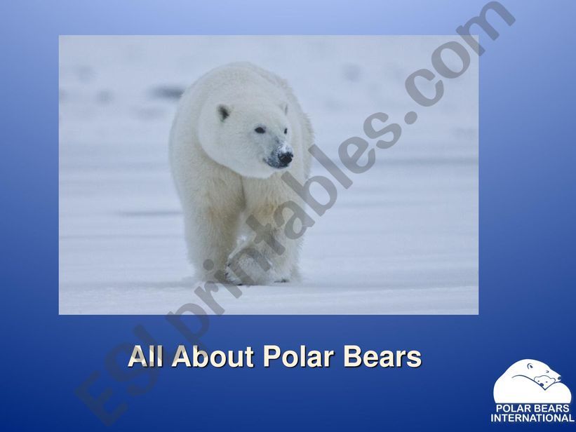 Polar Bear powerpoint