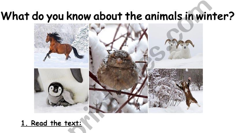 animals in winter powerpoint