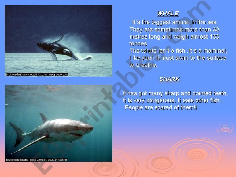 wild animals 3 powerpoint