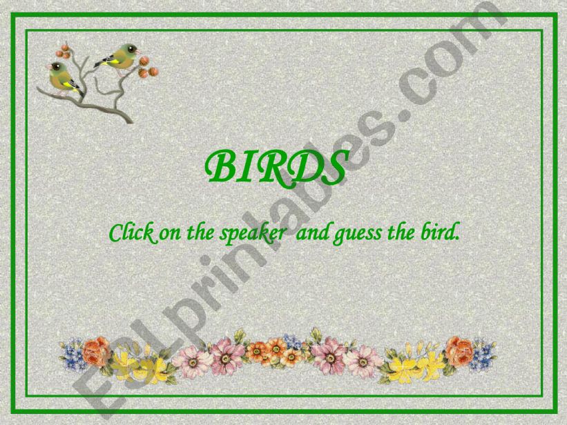 Birds Quiz 3 powerpoint