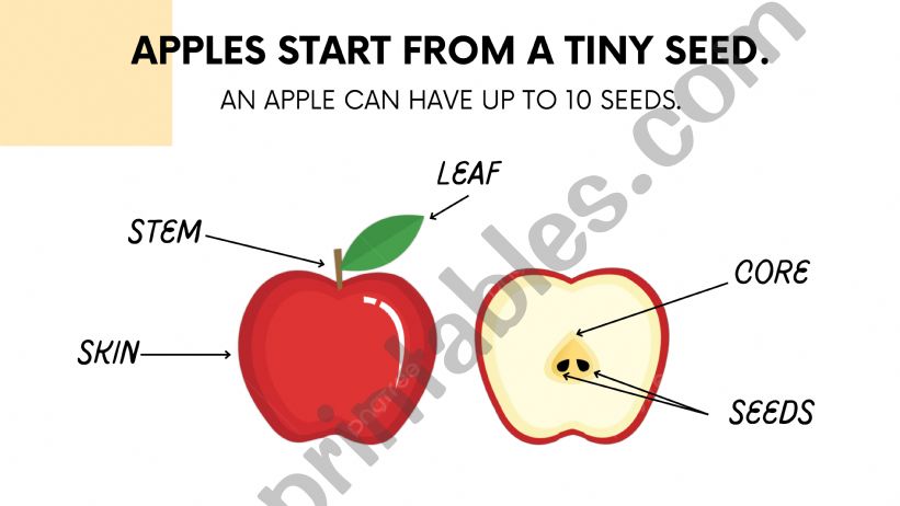 Parts of an apple powerpoint