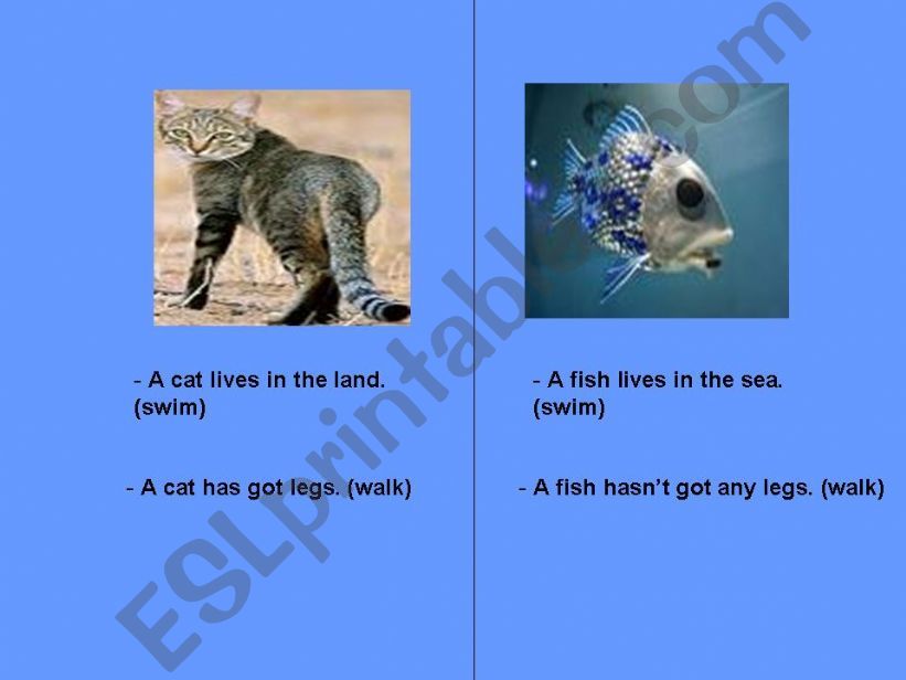 animals powerpoint