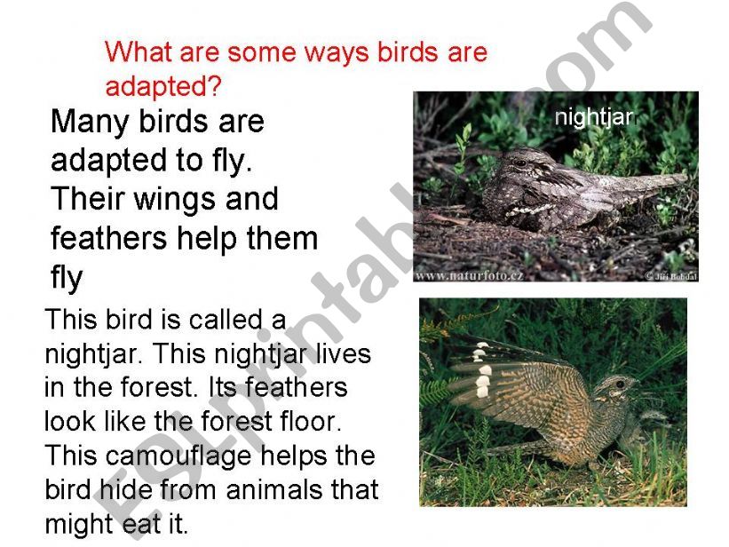 birds powerpoint