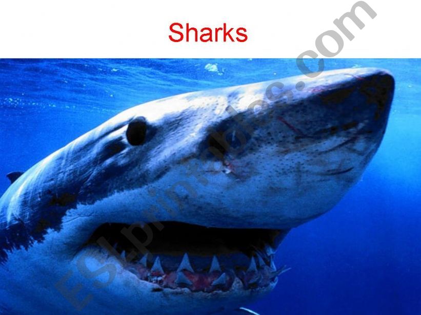sharks powerpoint