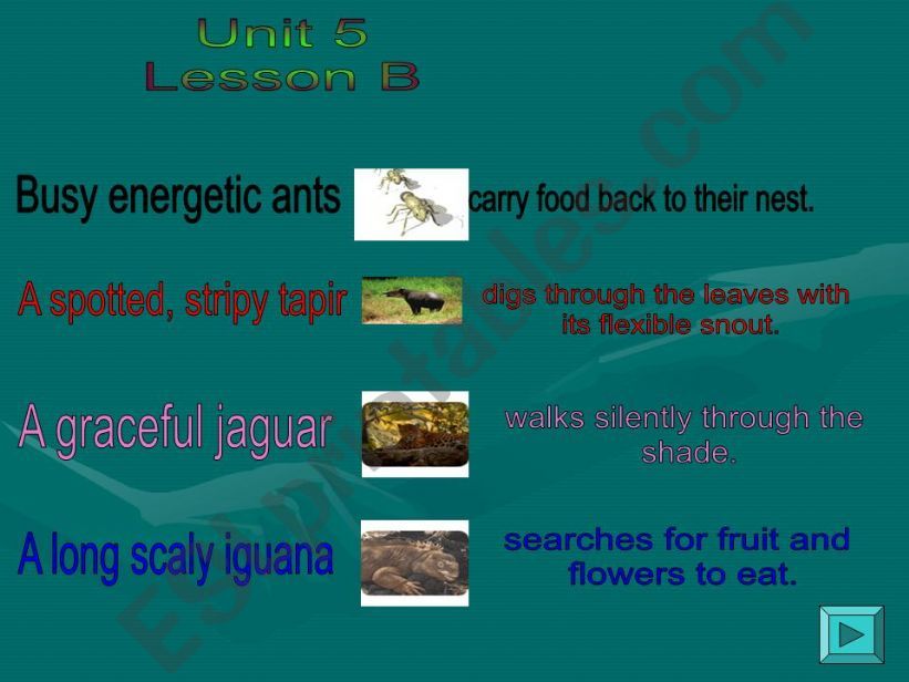 animals of the rainforest powerpoint