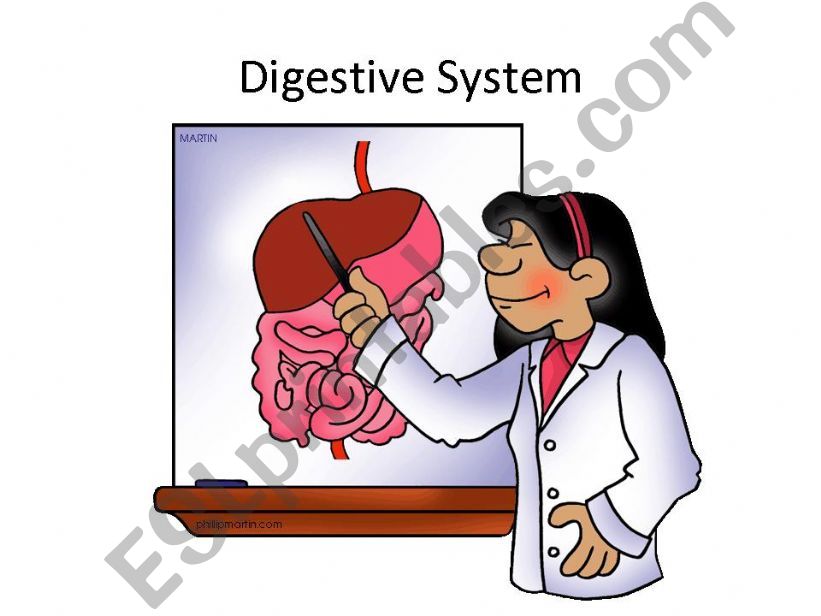 Digestive System powerpoint