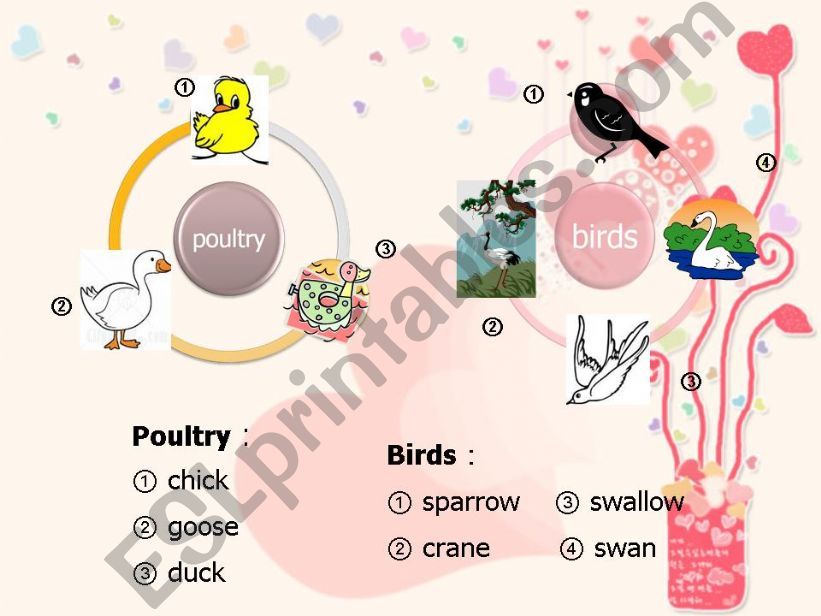 Birds powerpoint