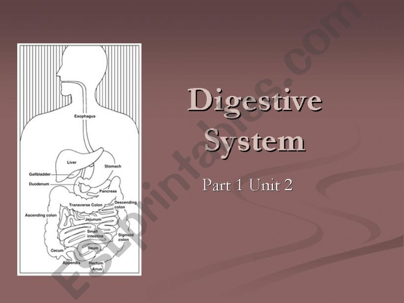 Digestive system powerpoint