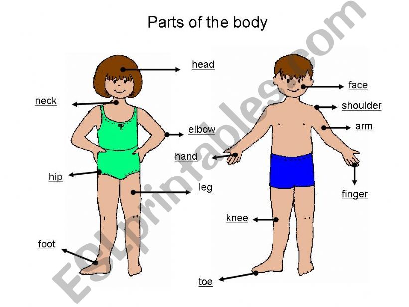 Parts of the body. powerpoint