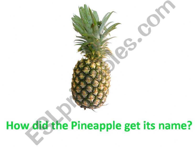 How did the Pineapple get its name?