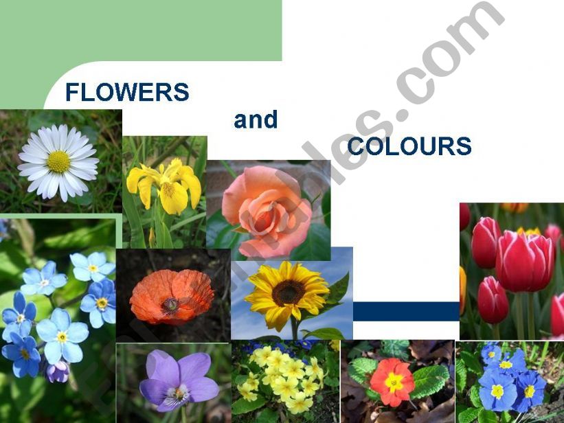 flowers and colours powerpoint