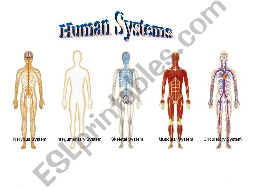 Body system powerpoint