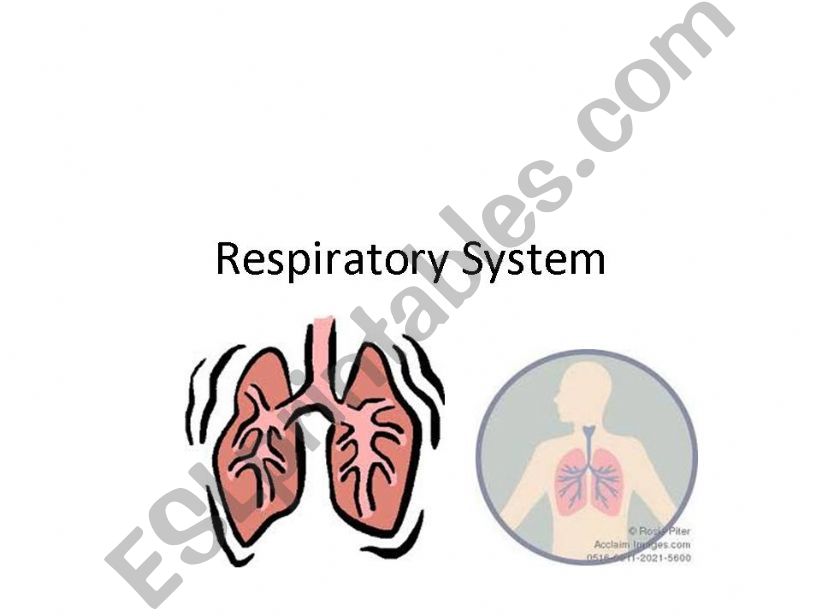 Respiratory System powerpoint