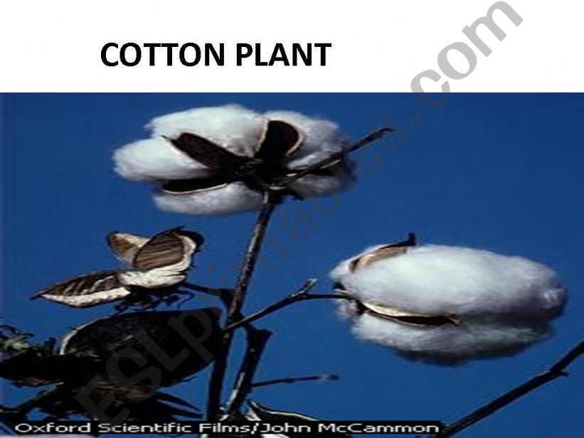 cotton clothes powerpoint