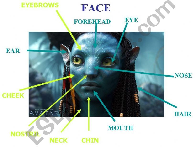 FACE VOCABULARY powerpoint