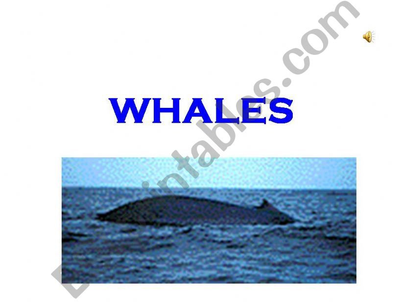 whales powerpoint