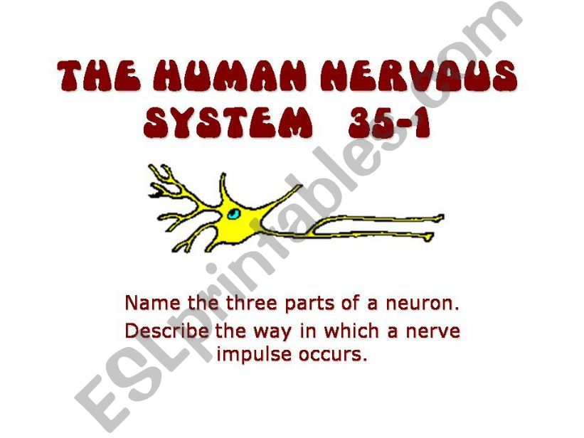 The human nervous system powerpoint