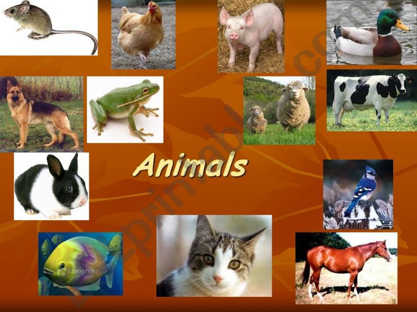 Animals Can/Cant powerpoint