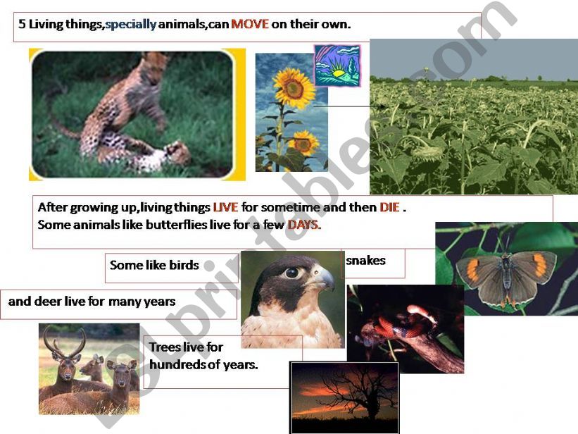 living things 2 powerpoint