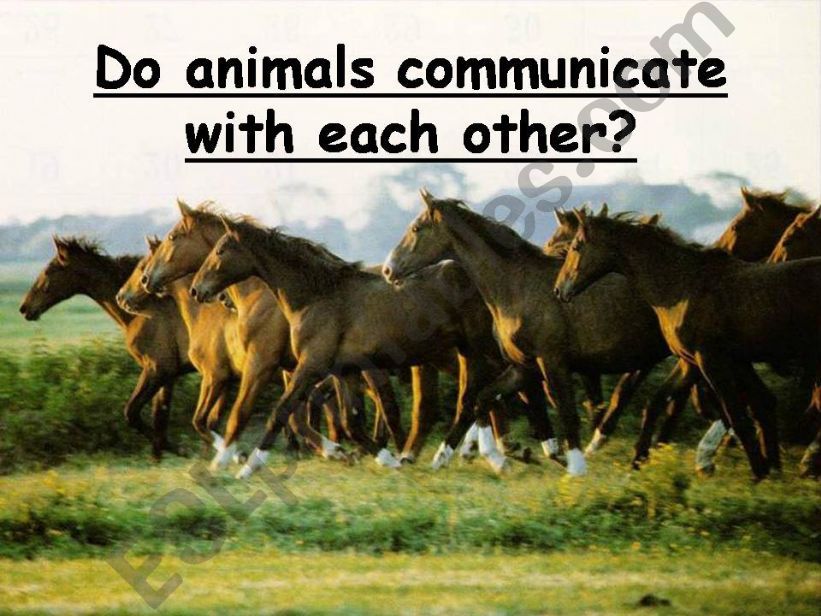 Do animals communicate with each other?