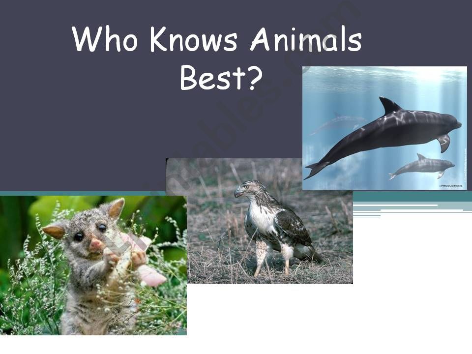 Who know the animals best? powerpoint
