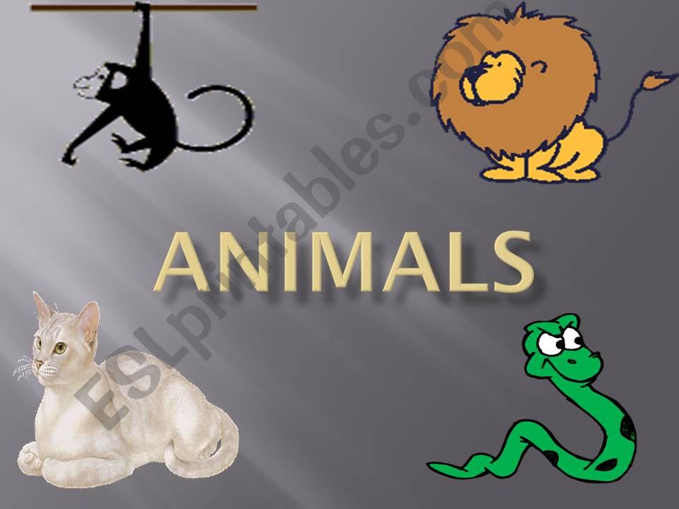 ANIMALS powerpoint