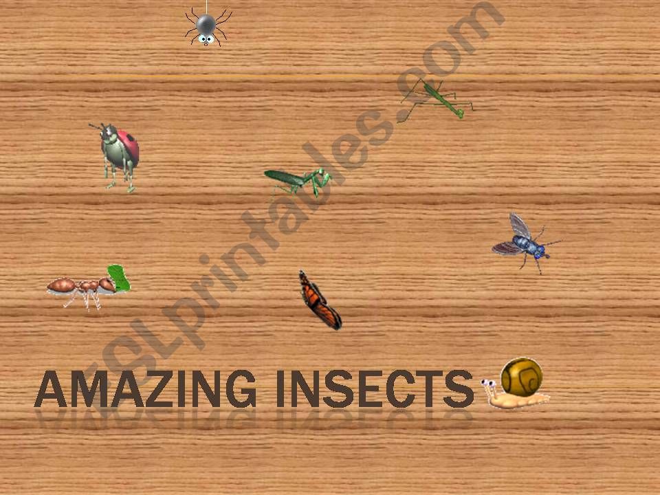 Amazing Insects powerpoint