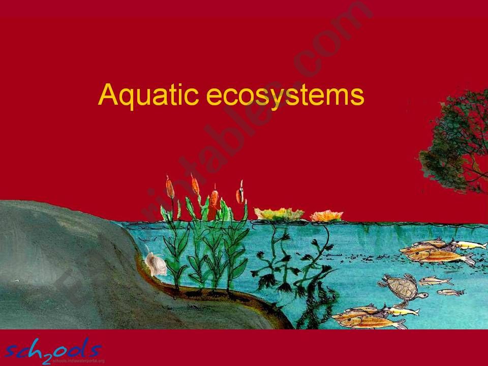 aquatic eco system powerpoint