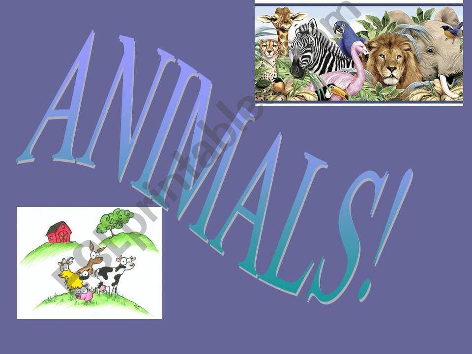 What animal is it? powerpoint