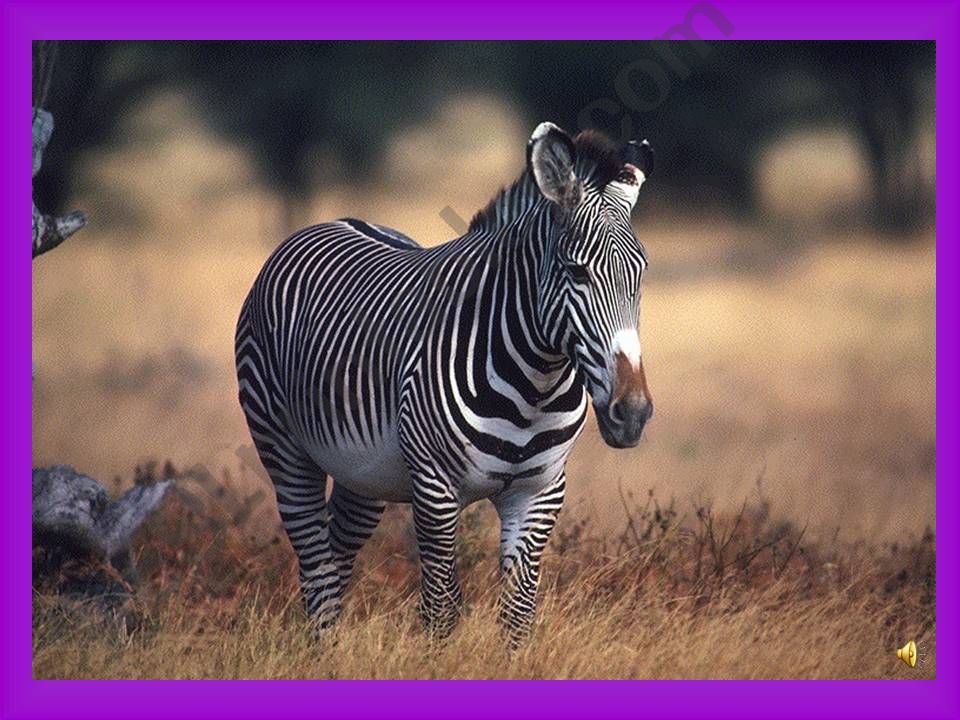 wild animals powerpoint