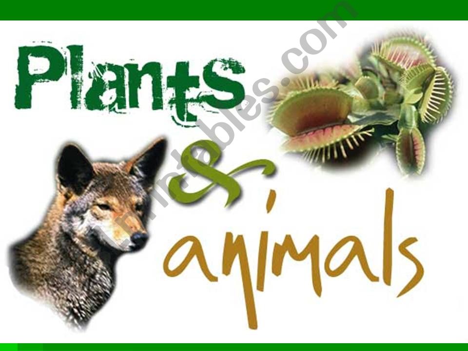 Plants and Animals powerpoint