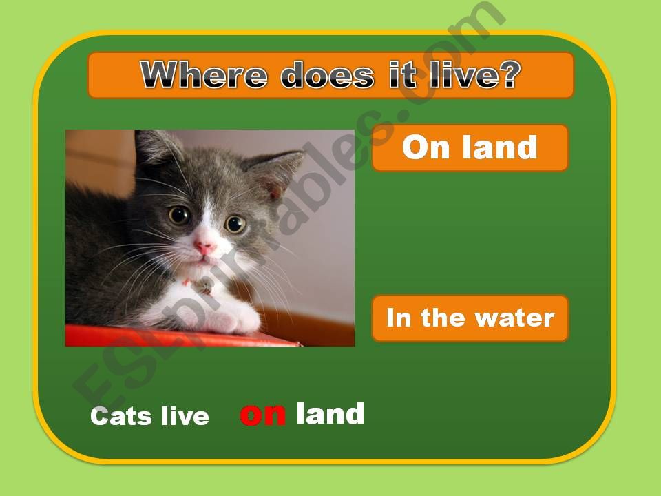 Where does it live powerpoint