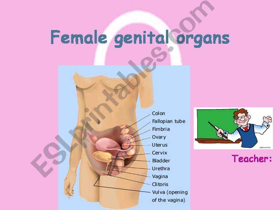 FEMALE GENITAL ORGANS powerpoint