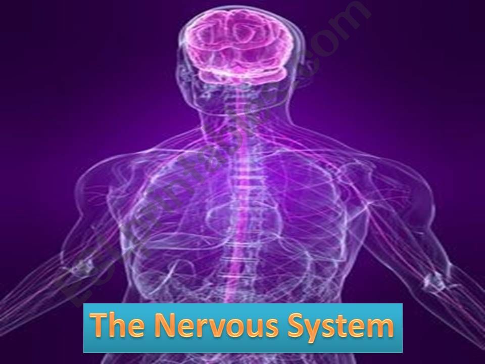 esl-english-powerpoints-the-nervous-system