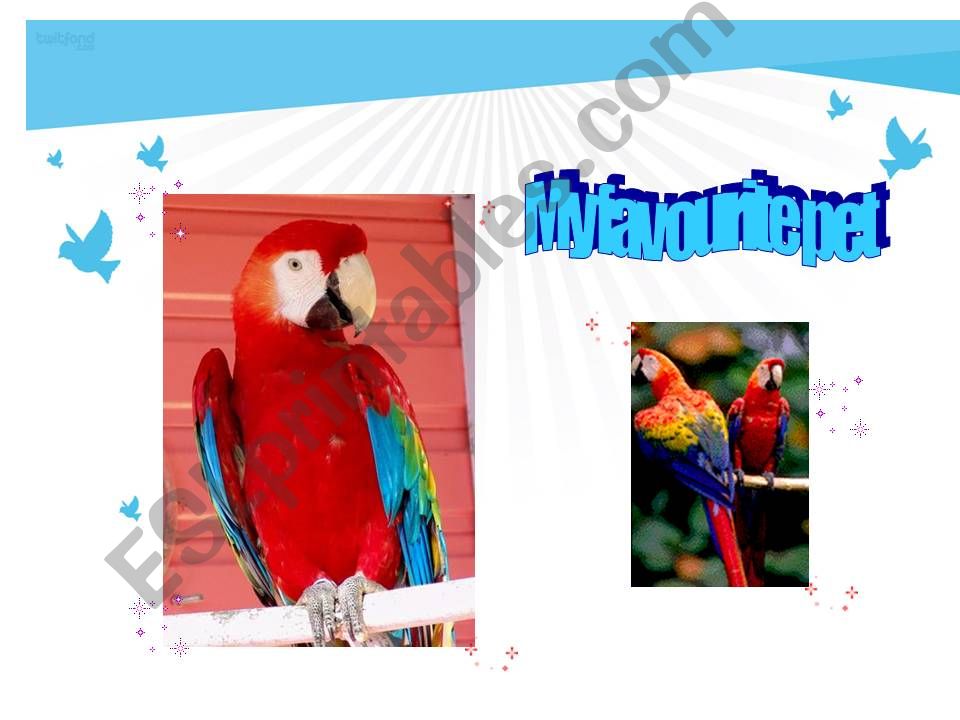 My favourite pet : my parrot powerpoint