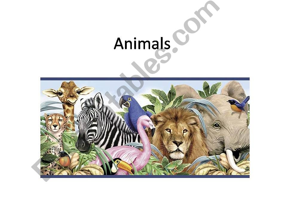 Animals powerpoint