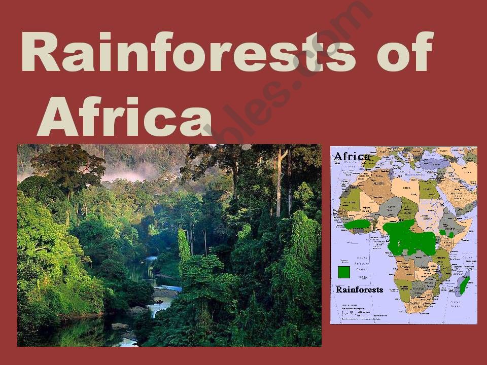 Rainforests of Africa Vocabulary