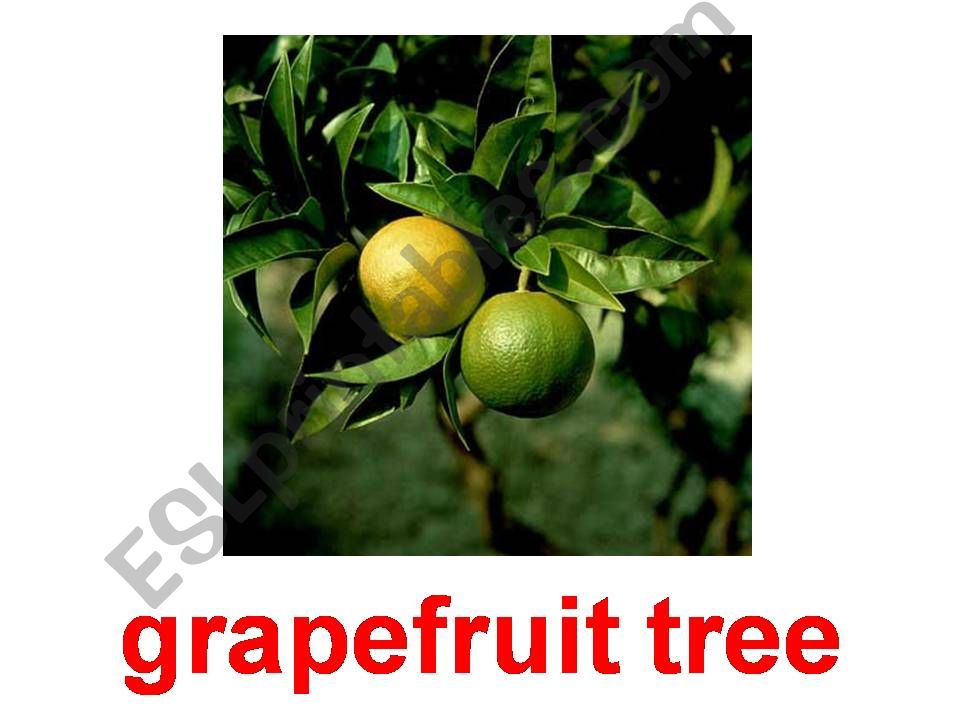 Fruit tress powerpoint