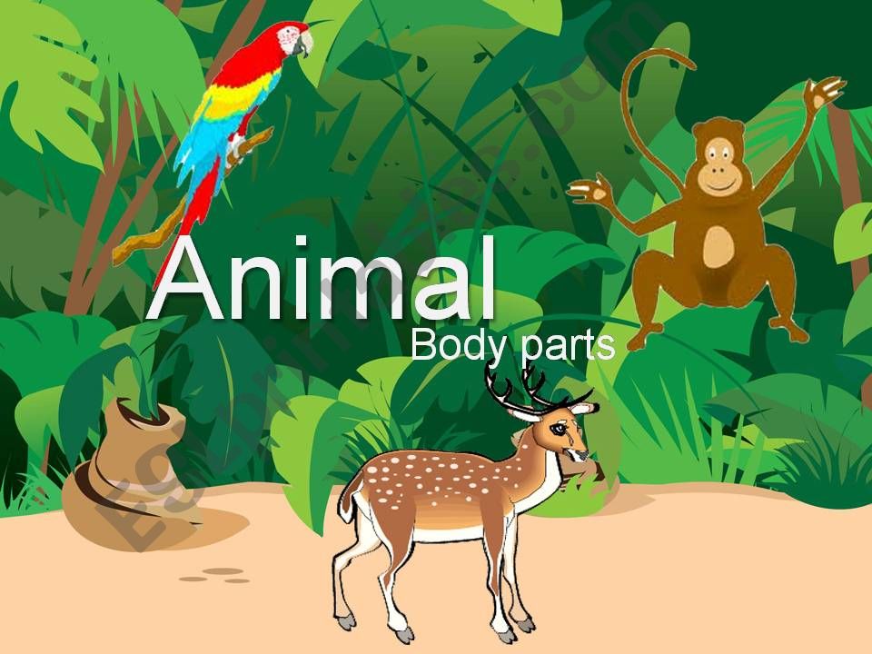 Animal body parts powerpoint