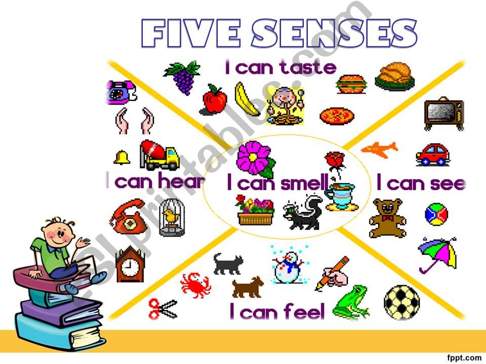 THE FIVE SENSES powerpoint