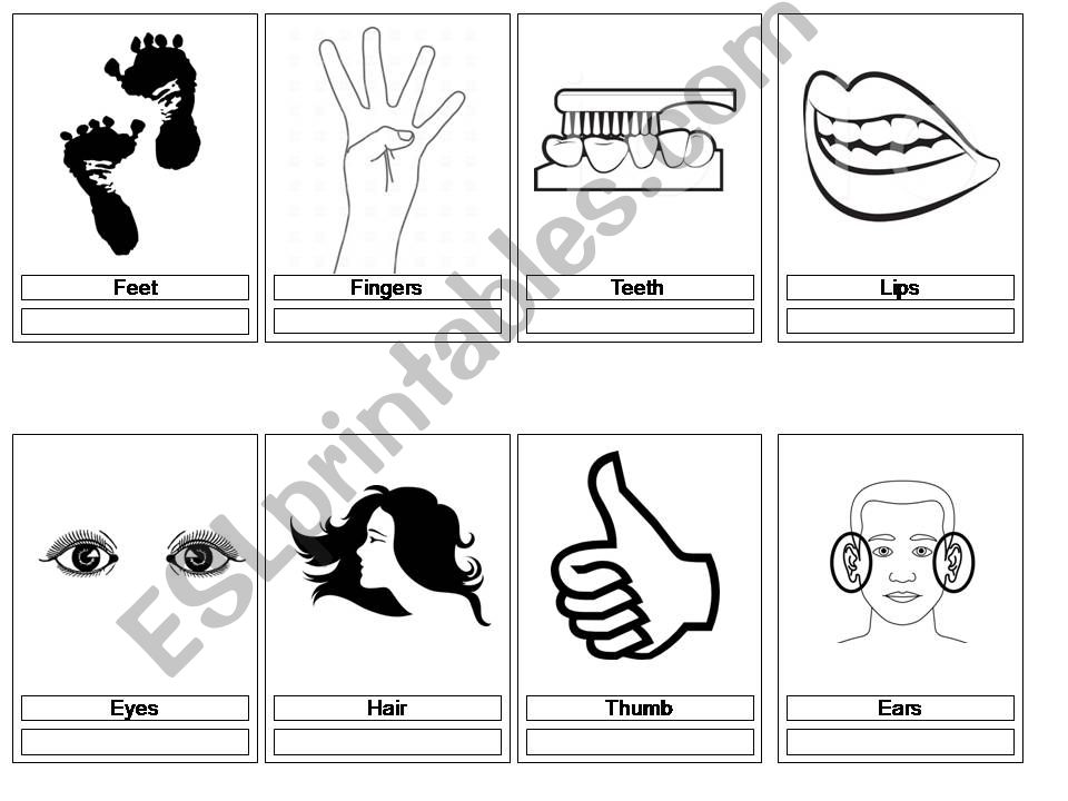 Body Parts Flashcards powerpoint