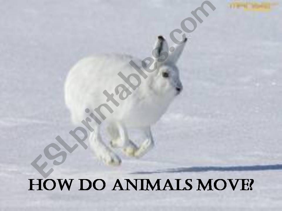 movement of the animals powerpoint