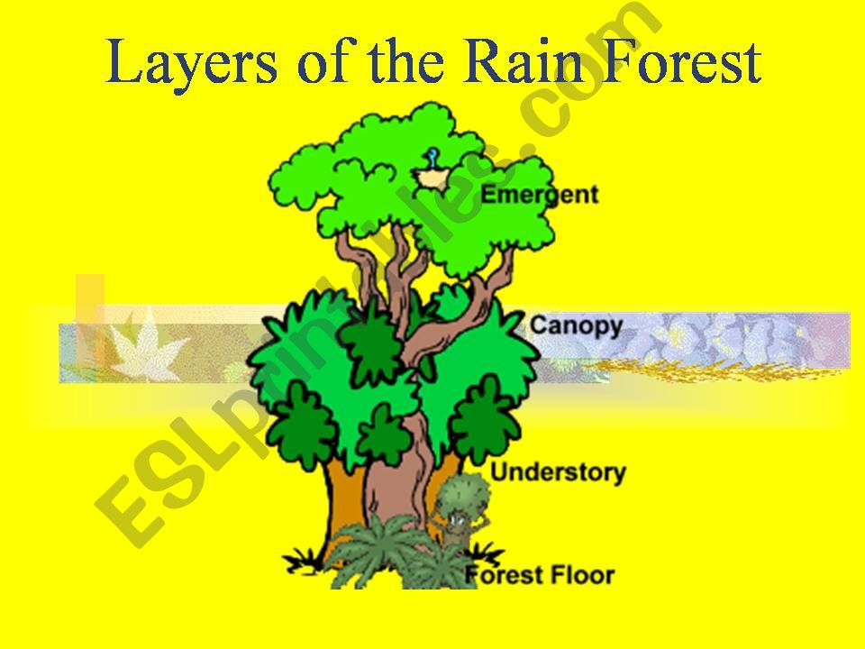 The Rainforest powerpoint